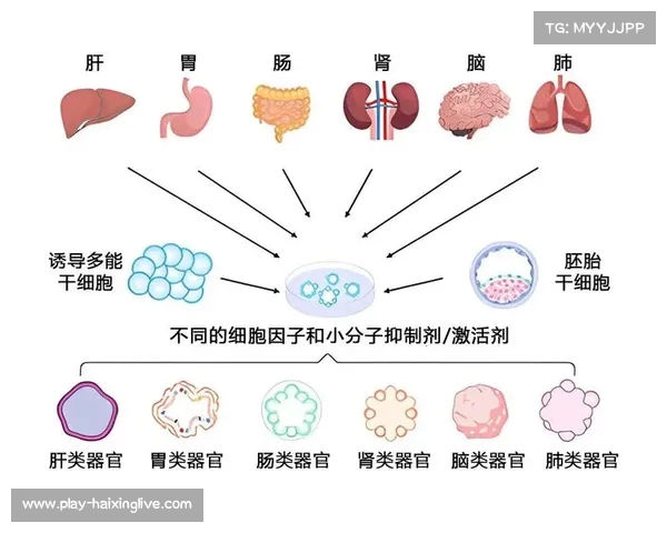 法甲青训体系探索与发展路径分析:培养未来足球巨星的关键策略 法甲青训体系探索与发展路径分析:培养未来足球巨星的关键策略